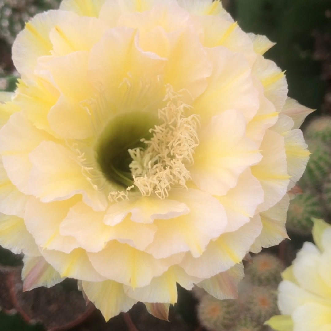 彩草暖香多种规格都有