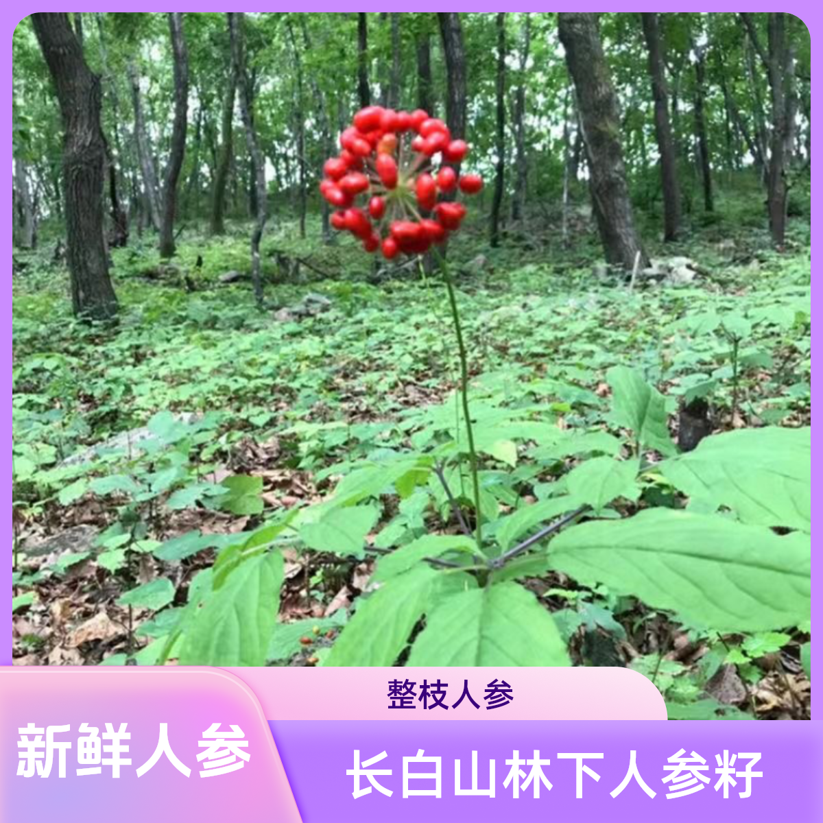 （1号改价链接）现挖林下参东北籽参