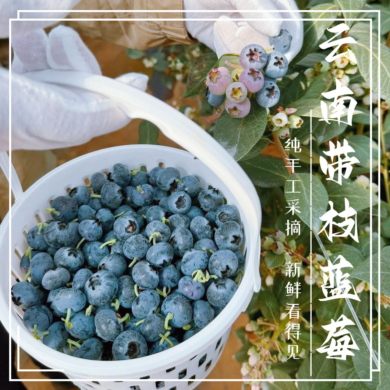 云南带枝蓝莓1斤装 云南澄江抚仙湖生态蓝莓 新鲜应季水果 脆甜