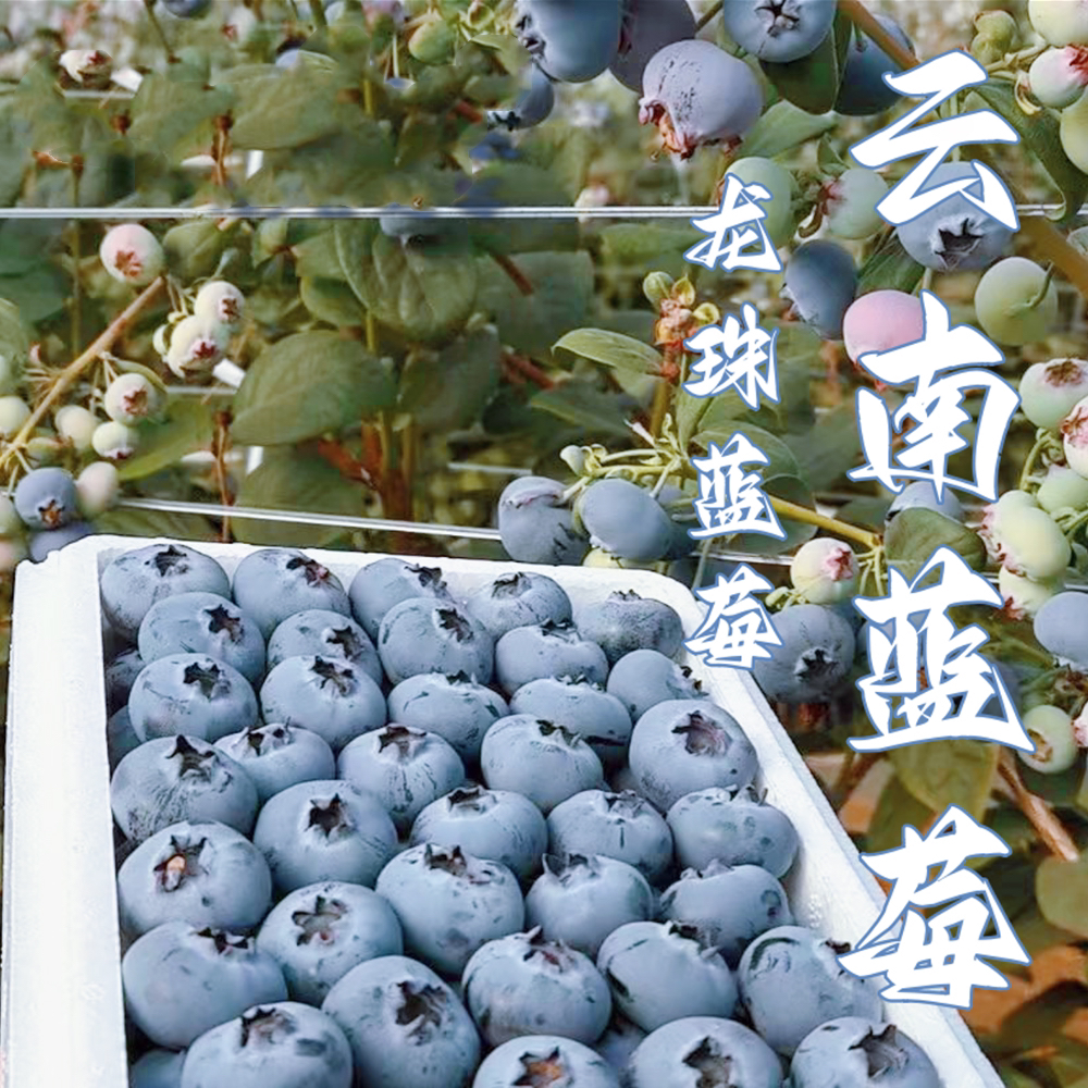 【24mm+龙珠蓝莓王】800g装云南抚仙仙莓 清香脆甜蓝莓原箱带叶空运