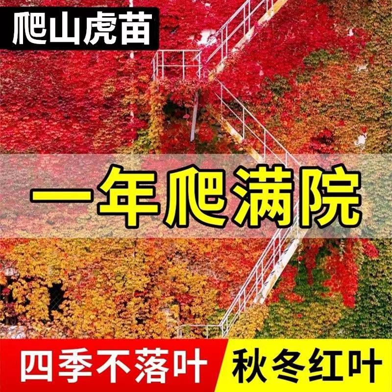 爬山虎爬藤植物苗室外爬墙虎扦插苗速爬山虎爬墙花苗四季盆栽遮阳