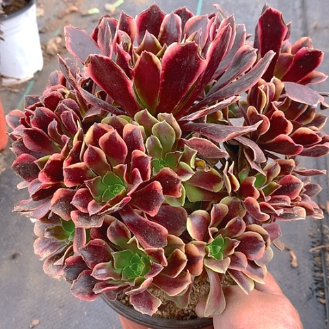 720欧嘉莉多肉植物