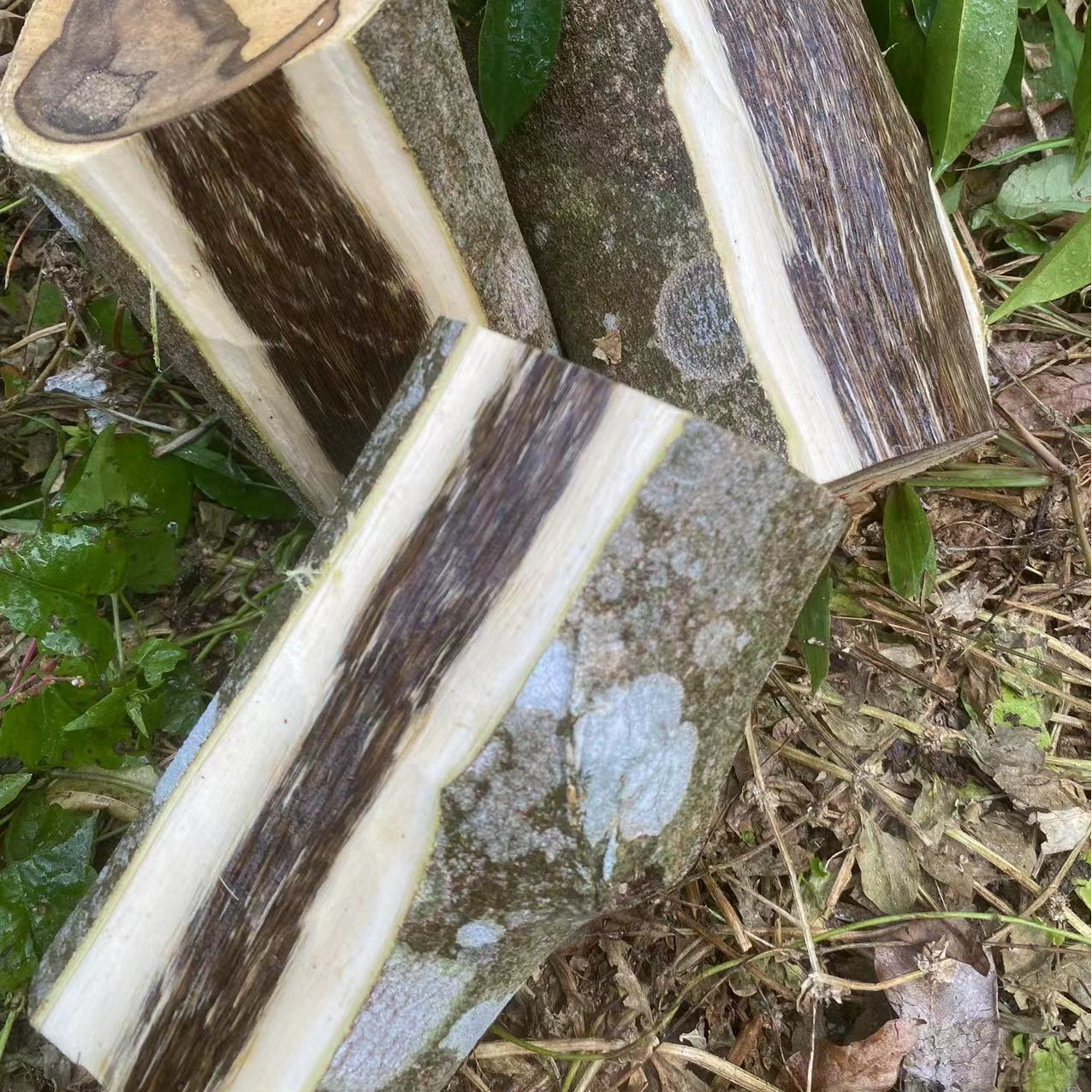 原木摆件  原木段 家居摆件