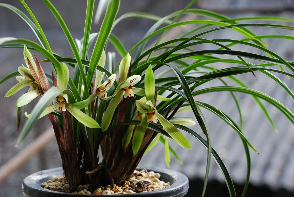 贵州兰花 自然种植 直播间一物一拍（图片仅供参考）