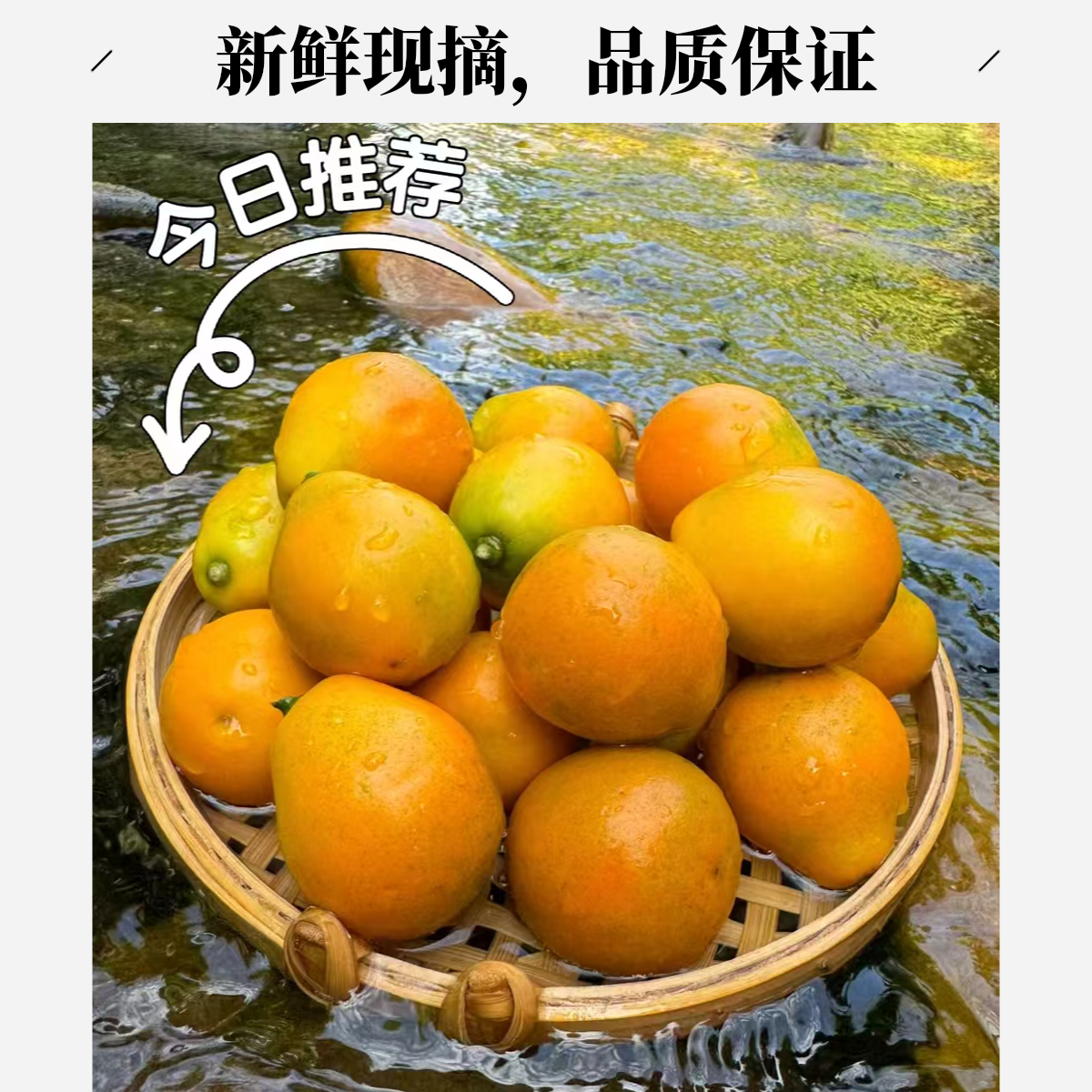 【柠佳果】超大脆蜜金柑（不低于500g）