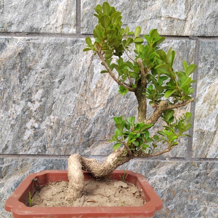 基地直销黄杨童子功熟桩园艺种植盆栽耐寒耐旱绿植