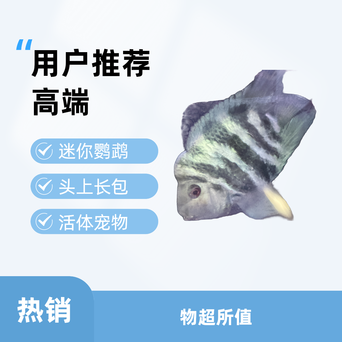 超萌好物！迷你鹦鹉·头上长包的迷你鹦鹉·少见10公分种鱼！