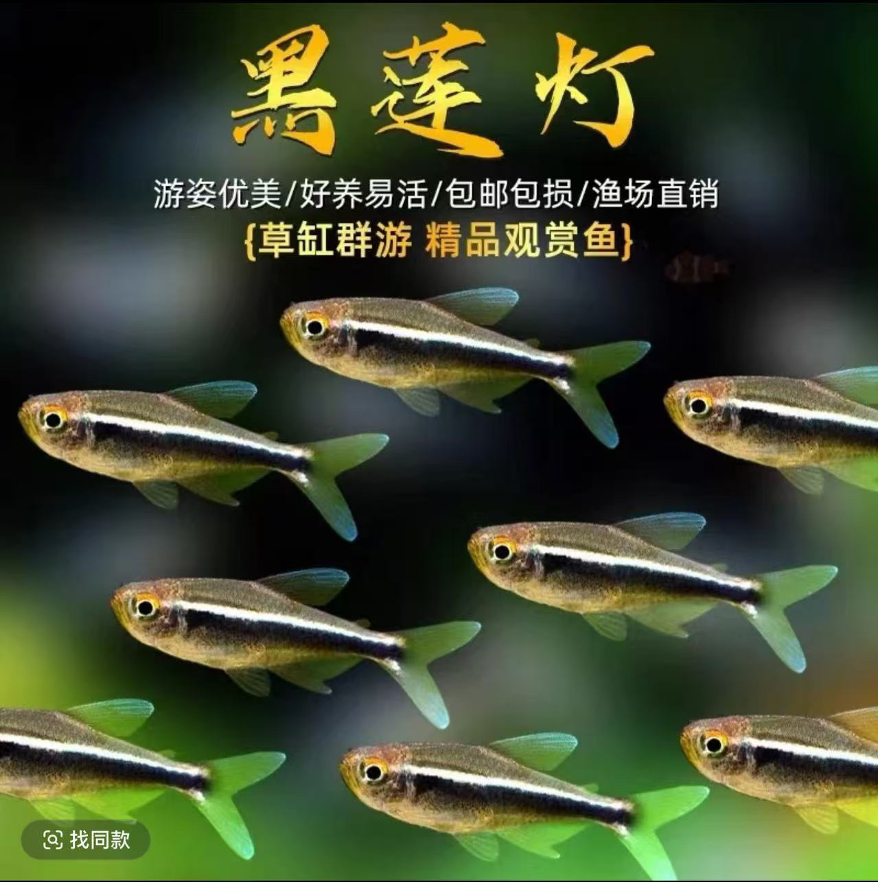 新奇宠物黑莲灯。好养耐活·可以和黑尾大勾混养。