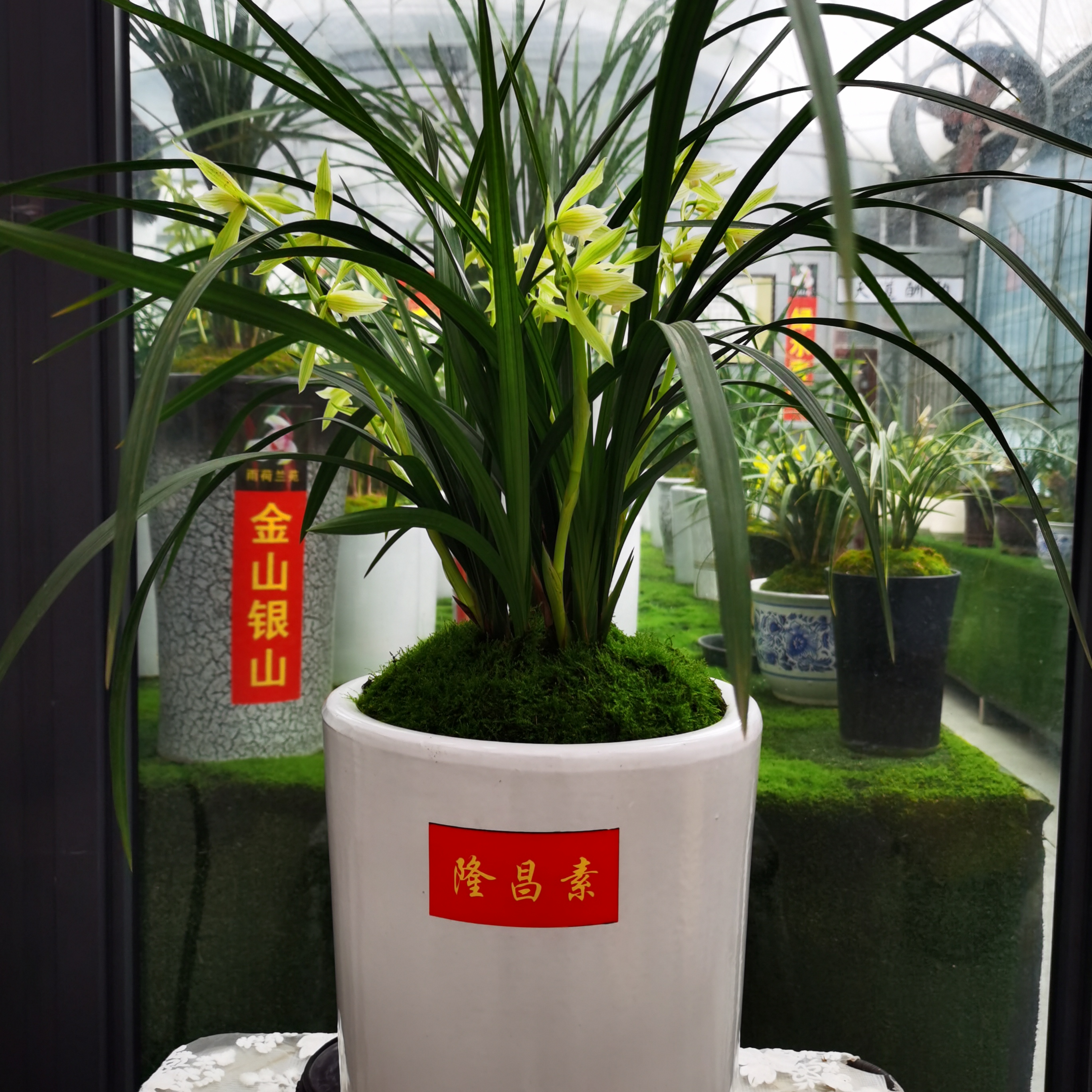 四川春剑隆昌素120四苗