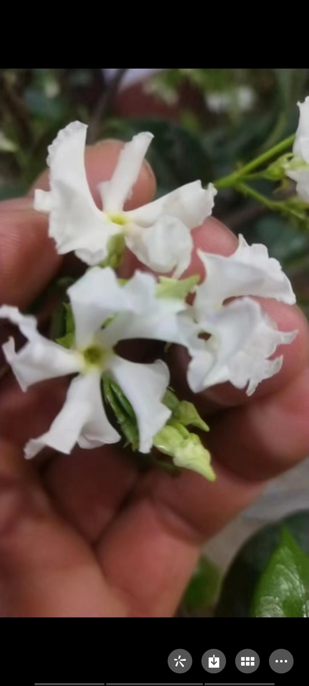 络石 庭院  阳台 盆栽素材 又名盘龙桂 风车茉莉等