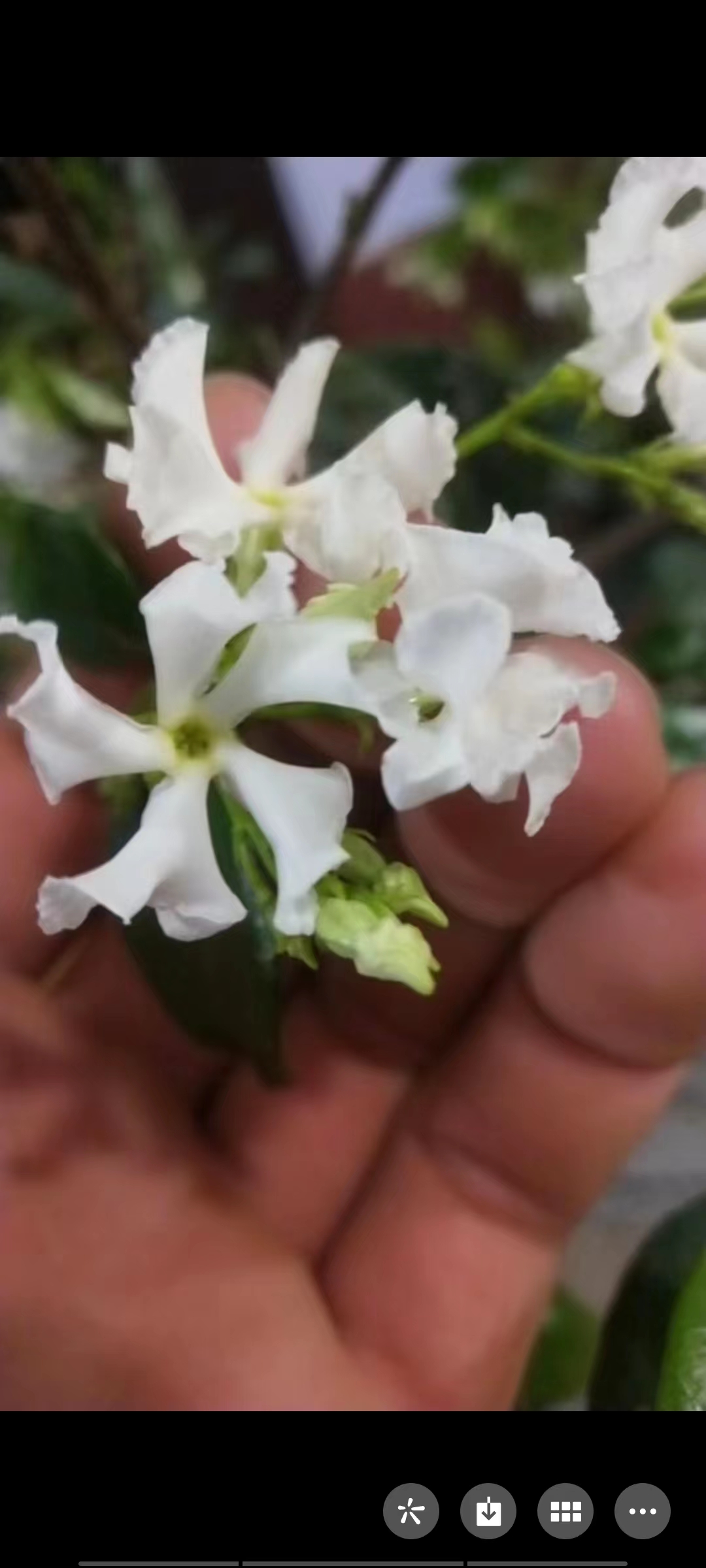 络石 庭院  阳台 盆栽素材 又名盘龙桂 风车茉莉等