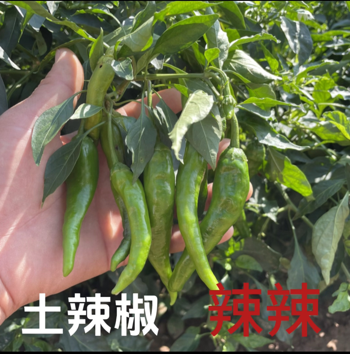 秋辣椒露天土辣椒农家自种特辣香辣回味强3斤5斤包邮