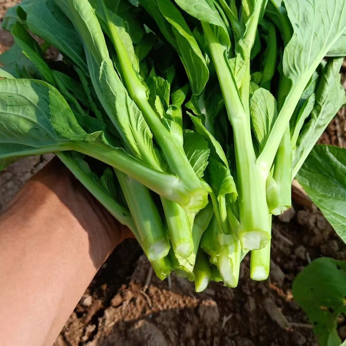 露天白菜苔新鲜时令蔬菜菜芯4斤包邮