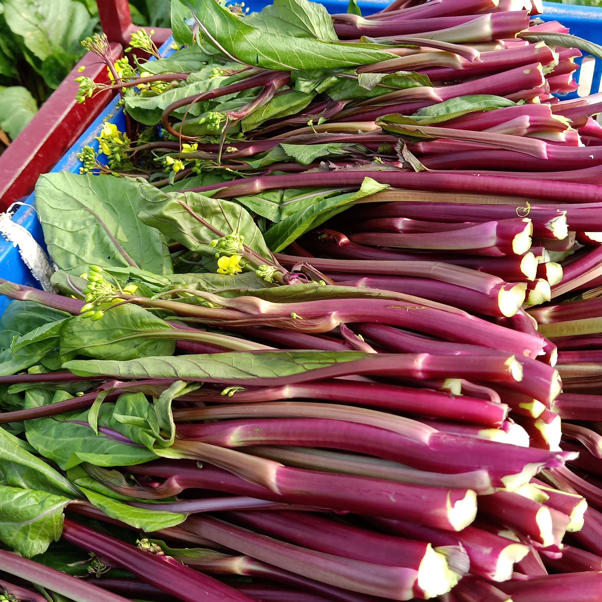 菜苗种植优质种苗红菜苔白菜苔西兰苔菜苗子10棵包邮