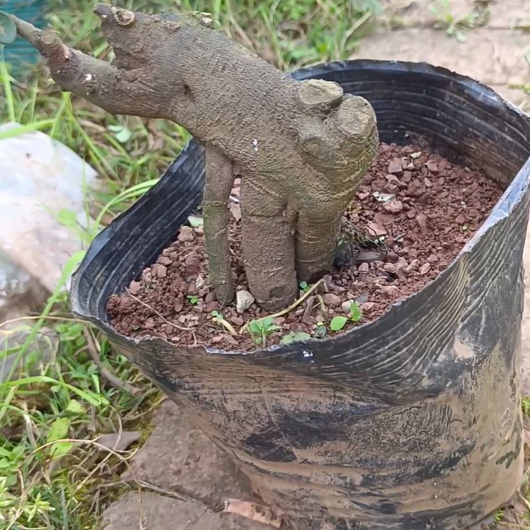 灌木小山金弹子素材