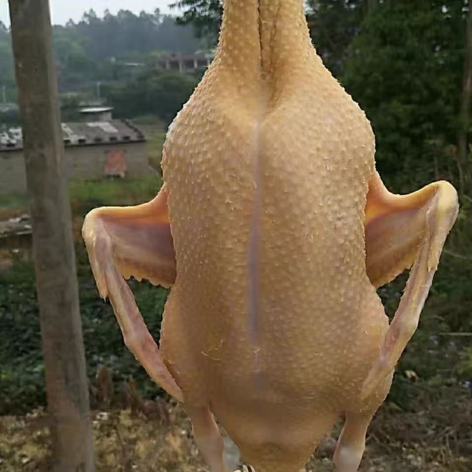 农村大白鹅健康好养