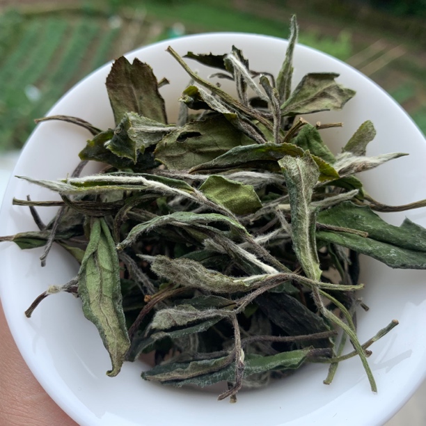 2024年太姥山方家山炭焙白牡丹 福鼎白茶 250g/箱