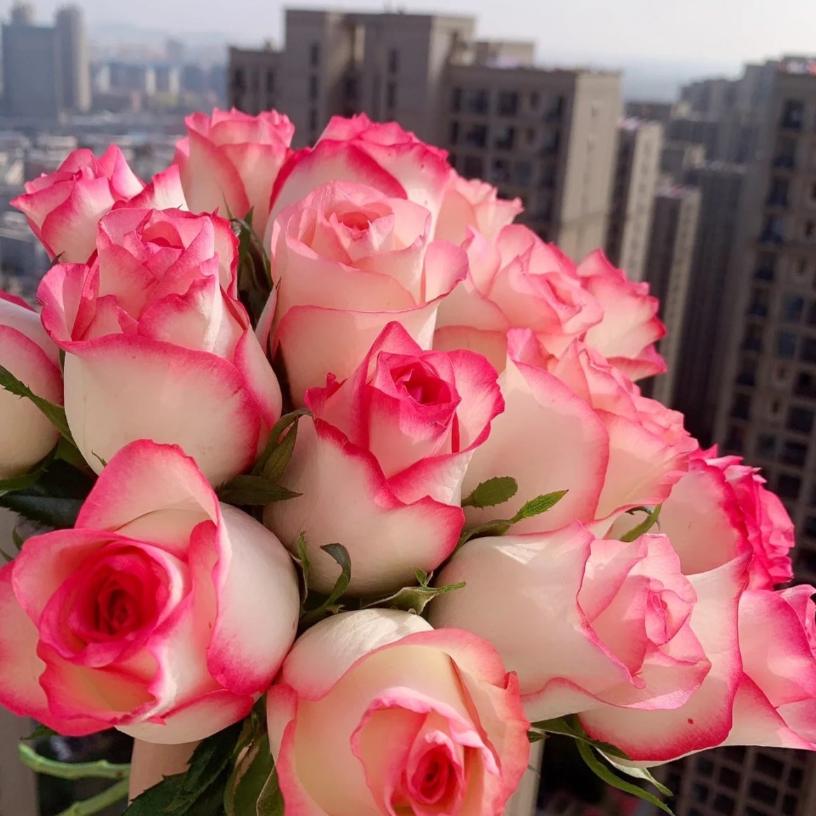 艾莎  粉色渐变切花月季耐热耐寒四年独颗根接苗新手易养护玫瑰