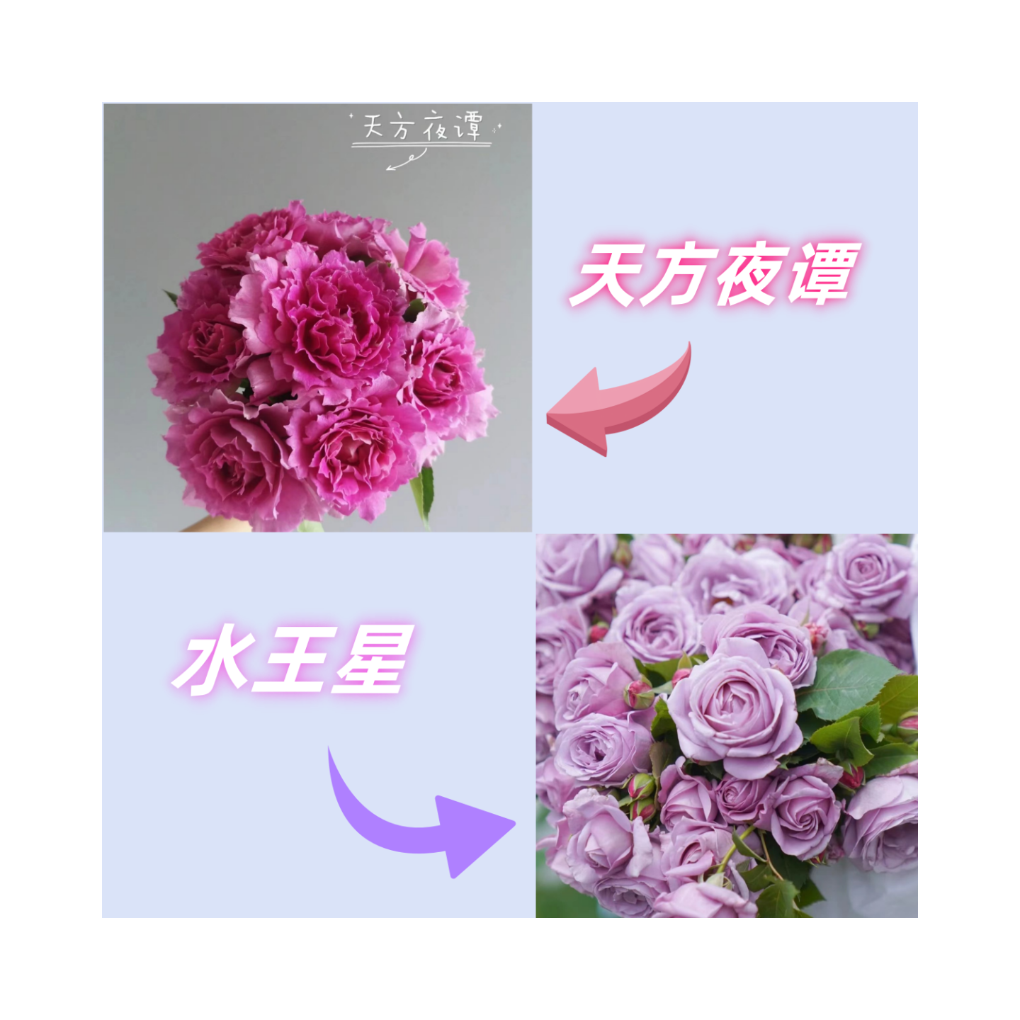 【天方夜谭+水王星】新手易养盆栽月季阳台月季庭院花卉多季节开