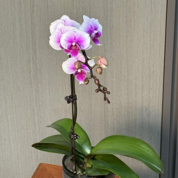 花遇你蝴蝶兰可爱多带花带花苞鲜花发货