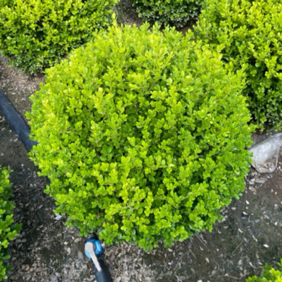 瓜子黄杨球庭院必备