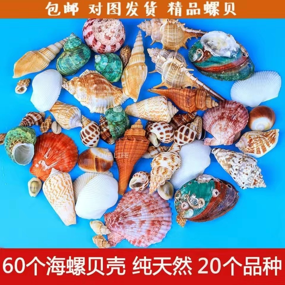 贝壳海螺组合 天然贝壳海螺 天然贝壳海螺  天然贝壳海螺
