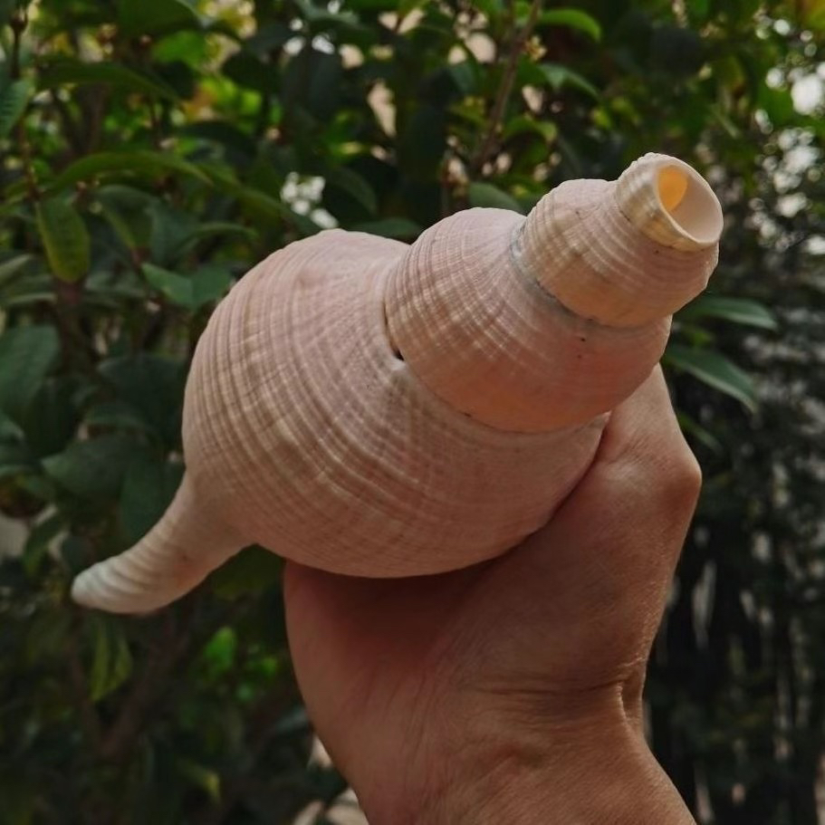超大天然海螺贝壳 长香螺 吹响号角螺号 收藏礼品摆件diy纯天然