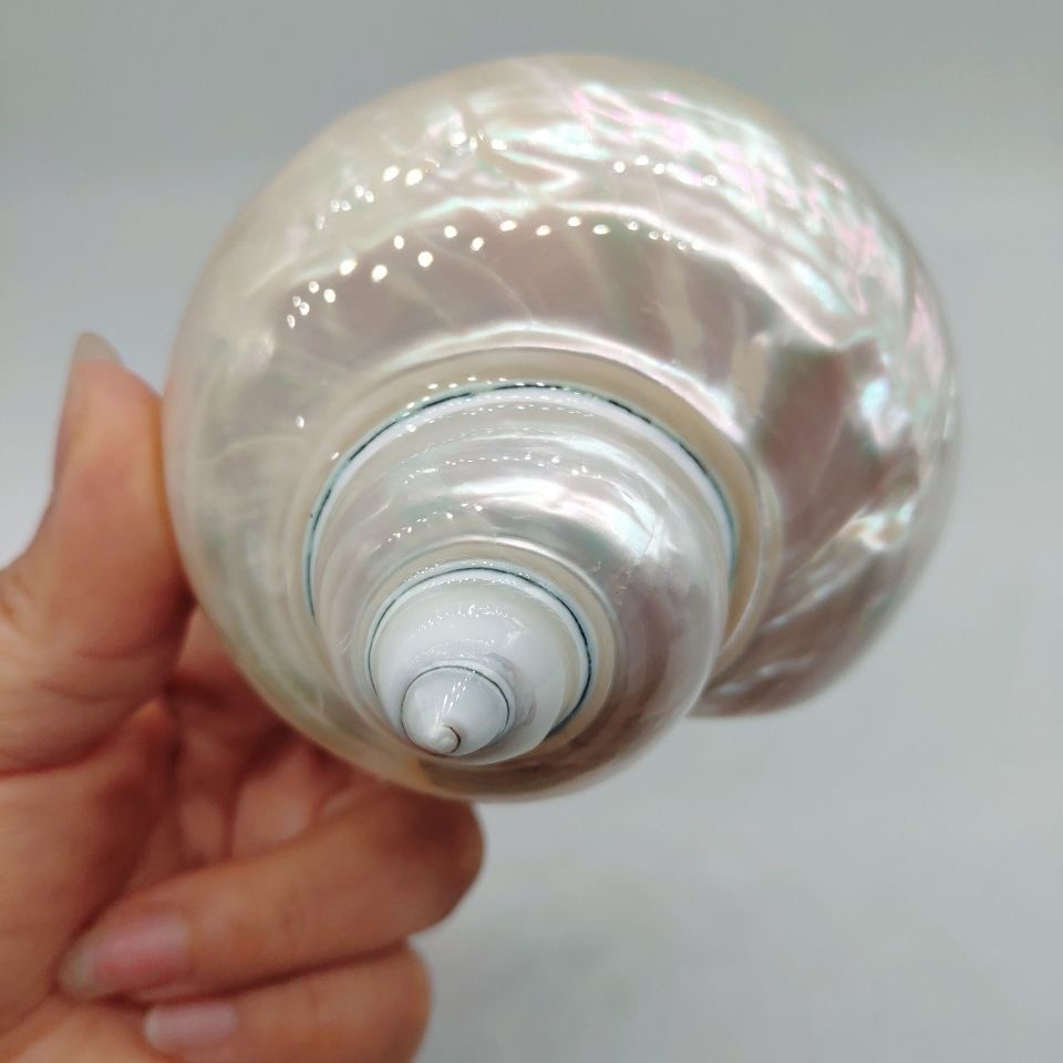 炫彩珍珠光泽夜光嵘螺 天然贝壳海螺 光滑手感好 收藏摆件地中海