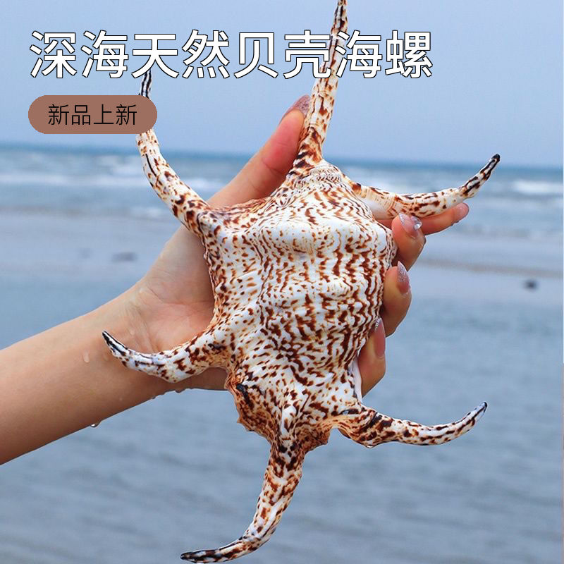 天然六角贝 天然贝壳海螺装饰摆件收藏深海天然六角贝 家居地中海