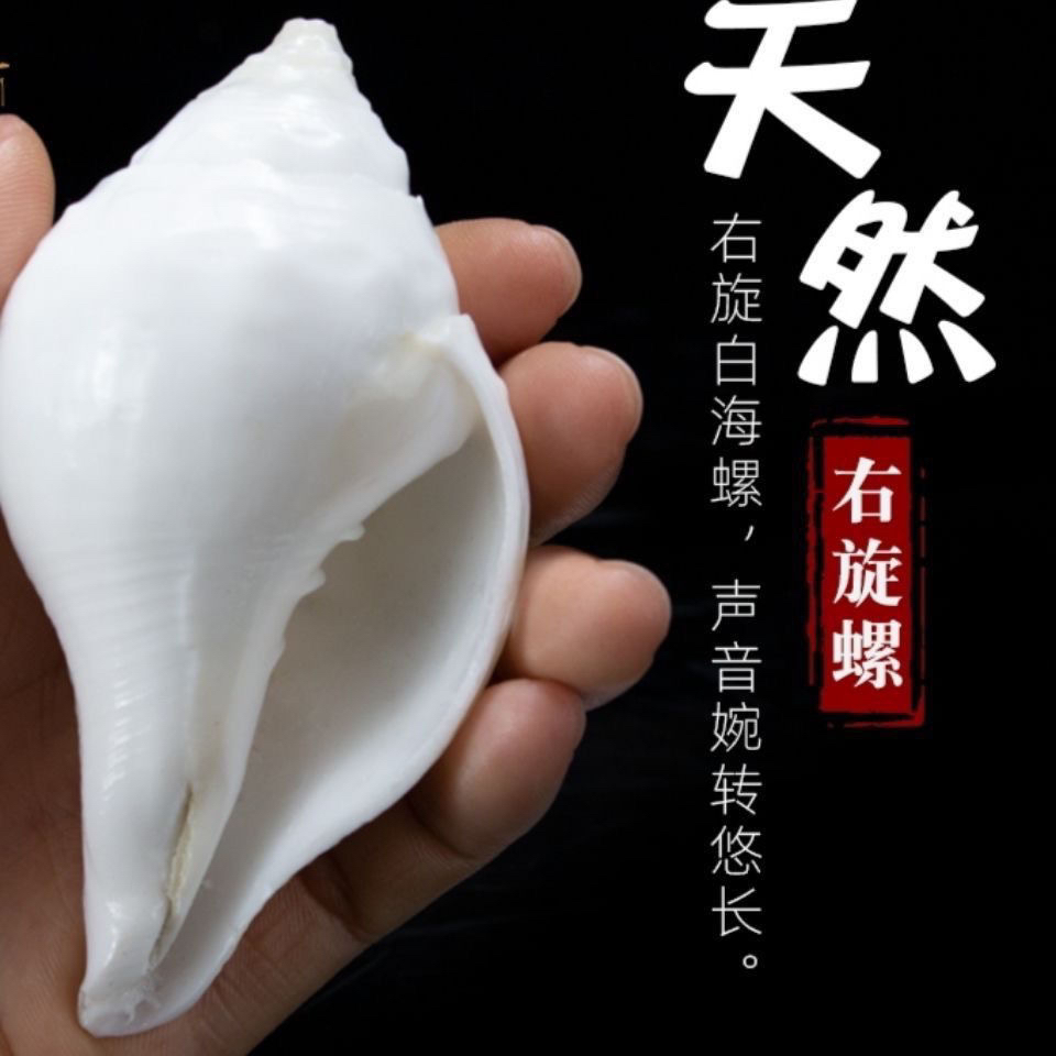 天然白右旋海螺 收藏海螺 吹响号角海螺壳地中海