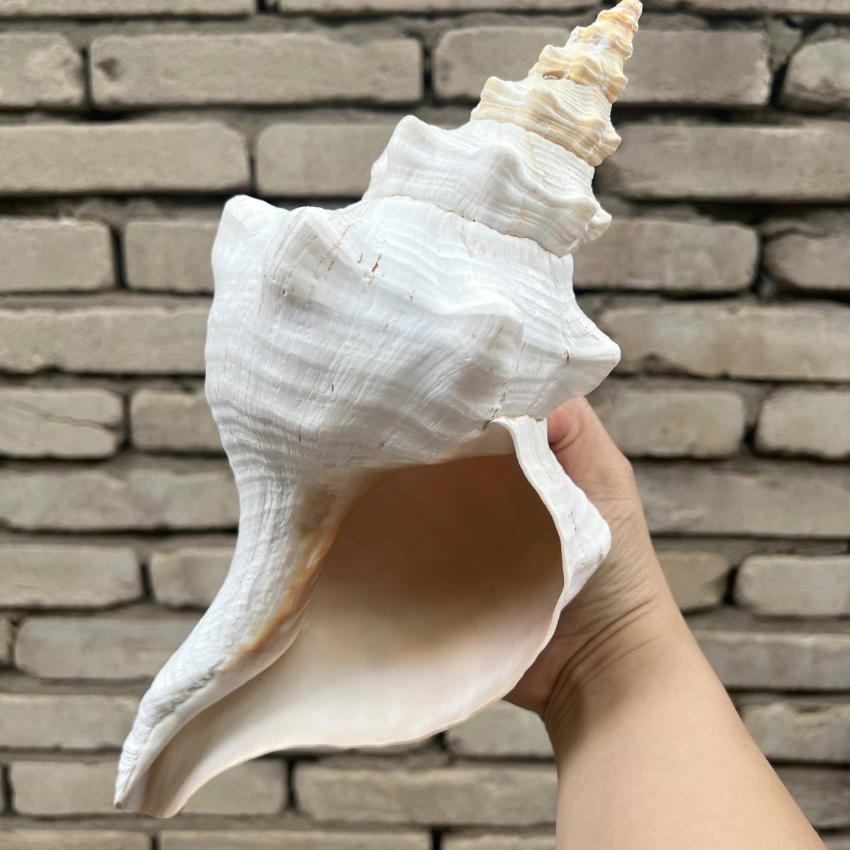 超大28-30纯天然海螺 天王赤旋螺 原生态收藏摆件 老海螺道 专用