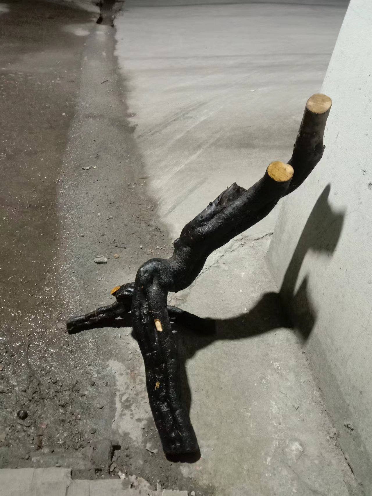 老鸦柿生桩一物一拍（10-100）