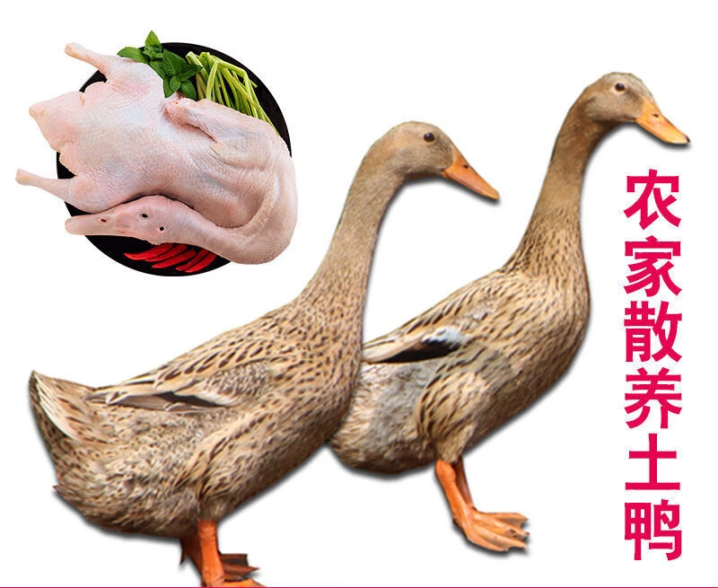 【赠品土鸭】散养土鸭杀后净重1.8-2斤没有脚和翅尖