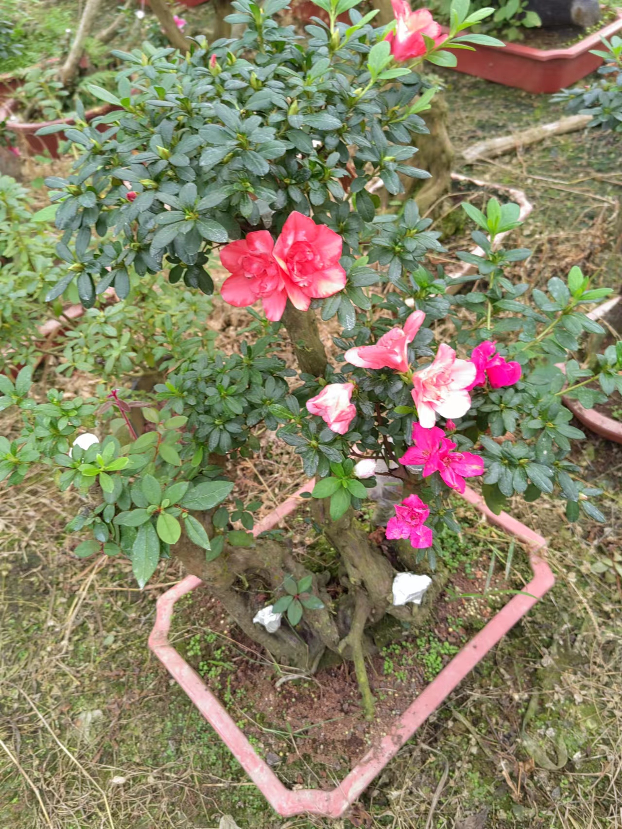 杜鹃花嫁接多色多杆盆景桩入秋带花苞西洋杜鹃庭院别墅高档绿植