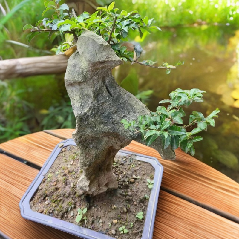 金弹子榆树附石盆景