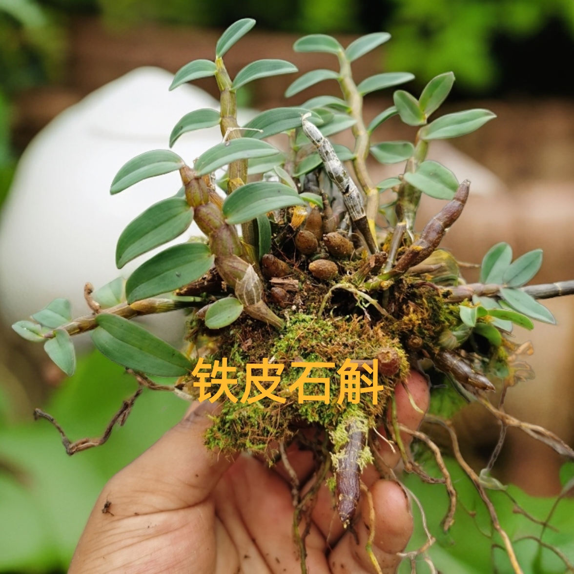 铁皮石斛 兰花草 庭院盆景 吊兰绿植 可食用迷你盆栽