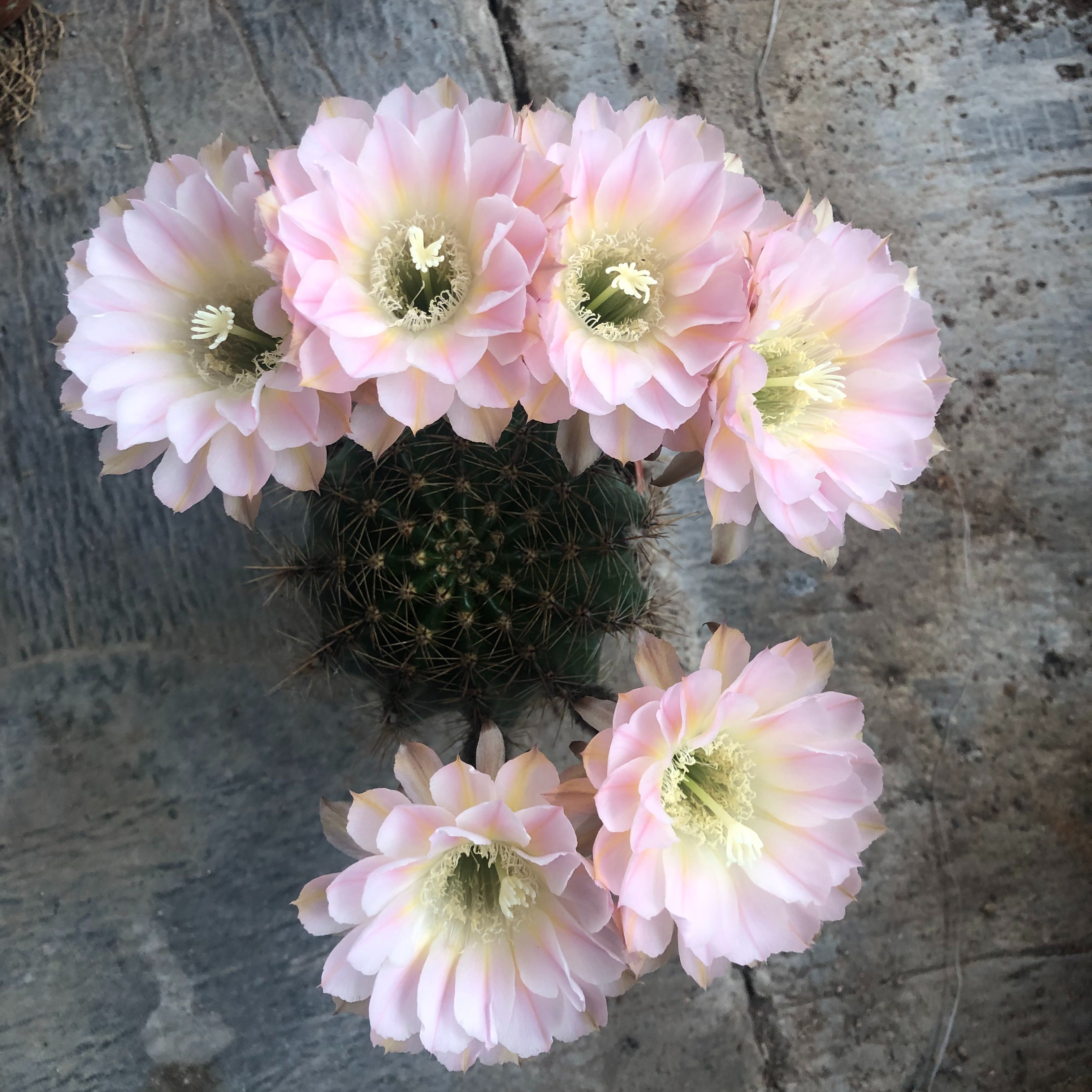 仙人球开花球植物一物一拍链接