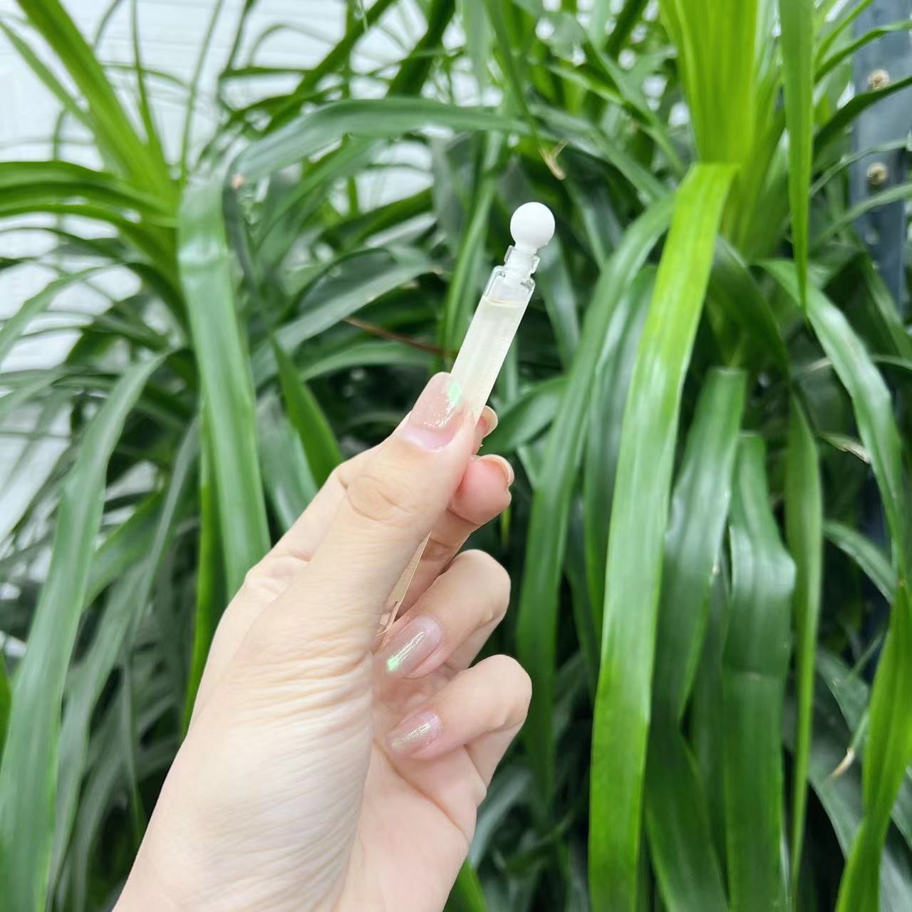 【老北鼻专属！】静谧又美好！春日水仙透明瓶的水！