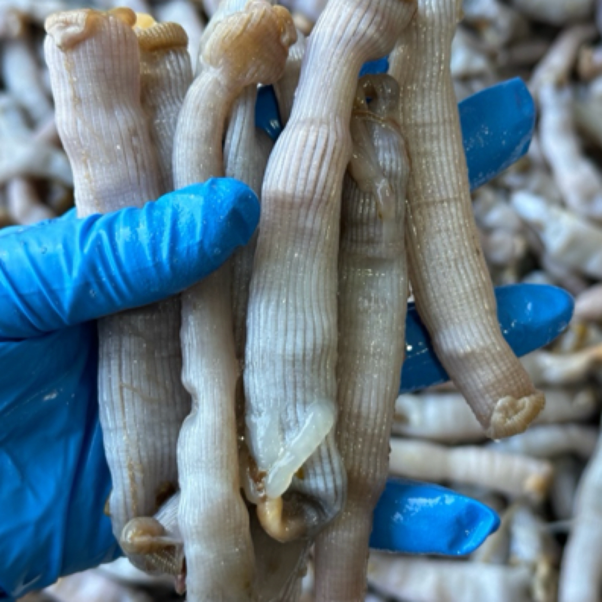 东山沙虫（光裸星虫）沙好3盒一盒200克