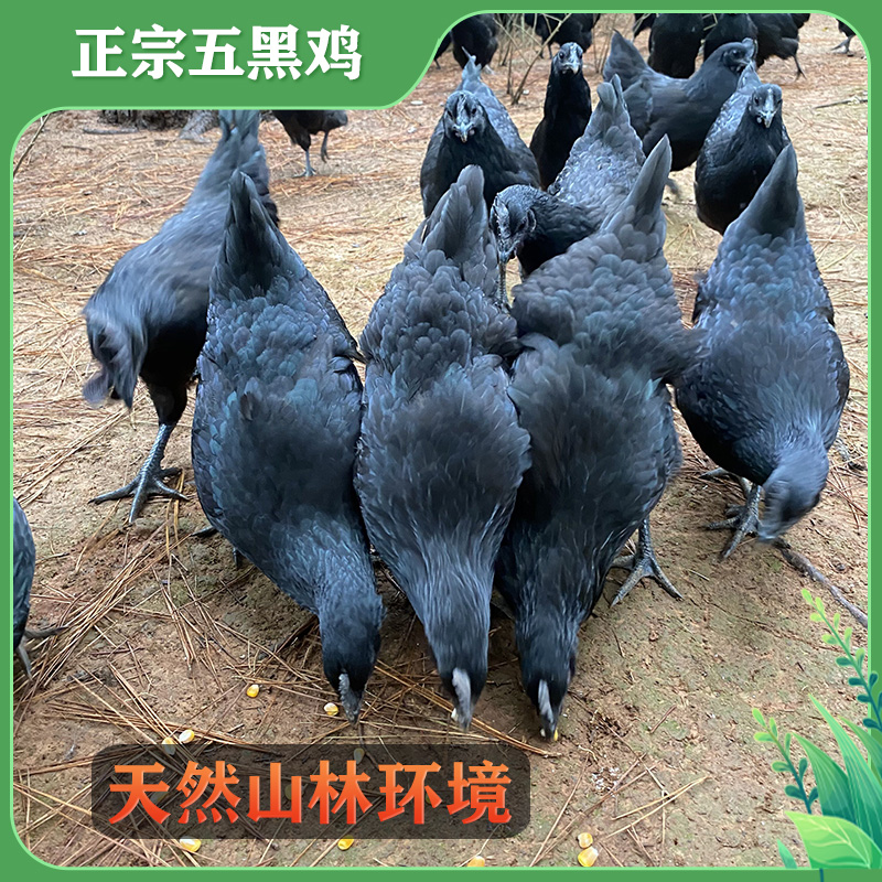 正宗五黑鸡整鸡2斤左右山林放养散养土鸡乌骨肉质冰鲜顺丰包邮