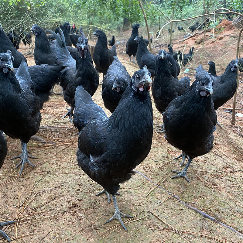 福利 正宗五黑鸡肉整鸡3斤左右山林放养散养乌骨肉质冰鲜顺丰