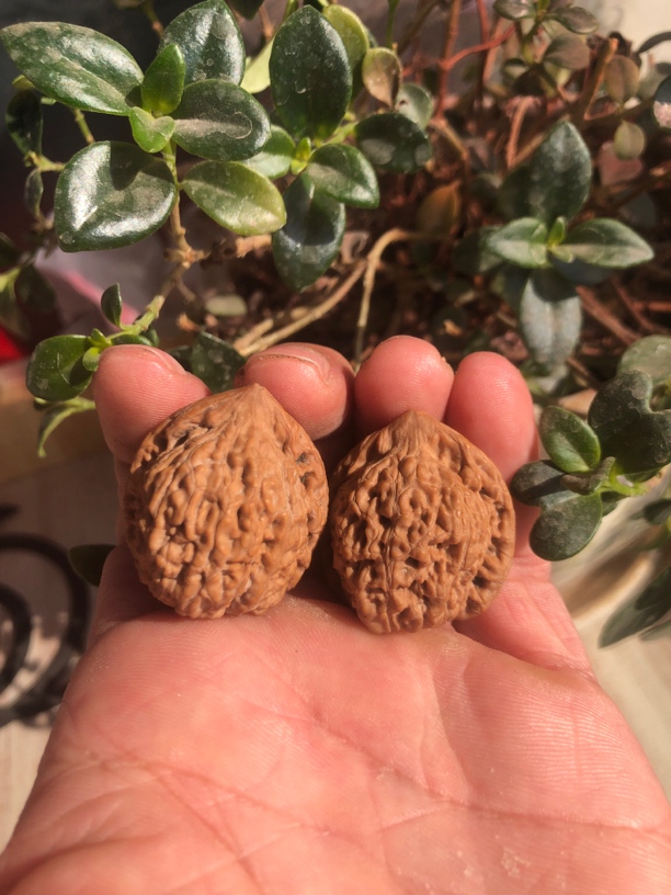 邢台太行山野生小众把件