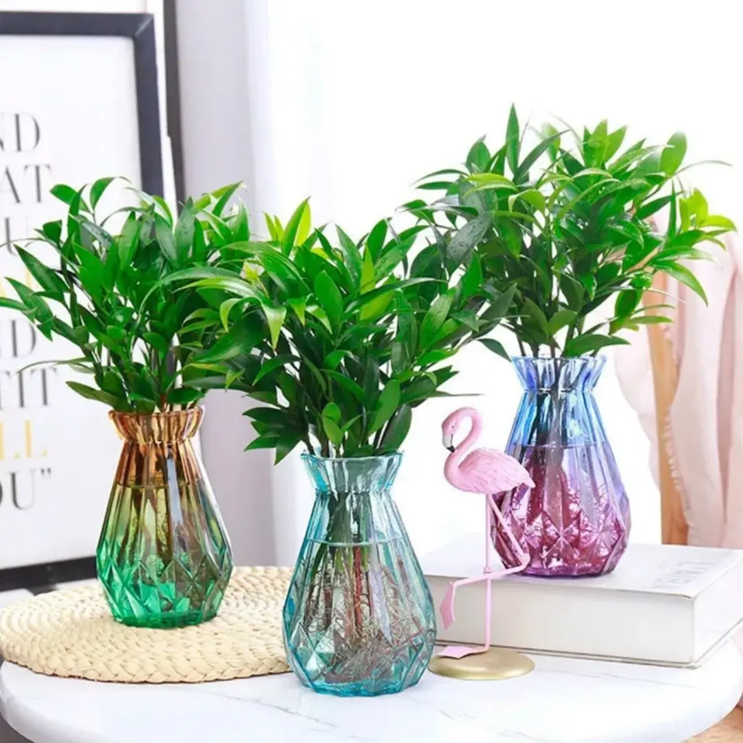 水培竹柏驱蚊竹四季常青室内客厅卧室好养易活懒人植物