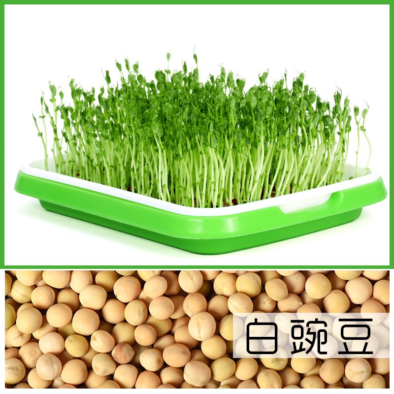 【育苗神器】水培豌豆尖蒜苗专用育苗盘种蒜芽苗菜家用自培健康绿