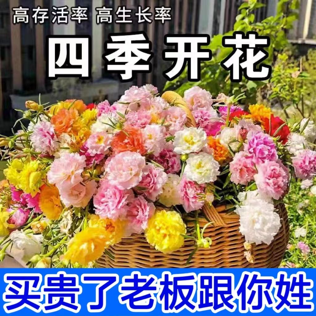 【太阳花种子】重瓣混色10四季花卉组合撒土就长室外庭院花籽观赏花