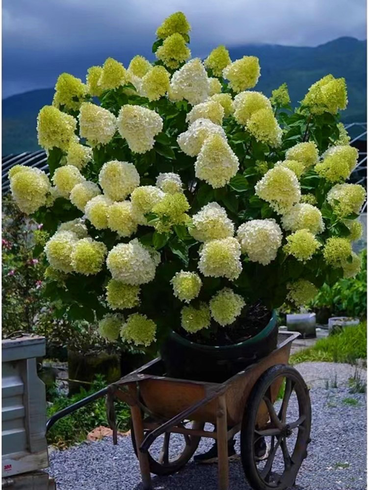 【木本绣球】贵州露天绣球圆锥木本绣球地栽庭院耐热耐高温耐低温