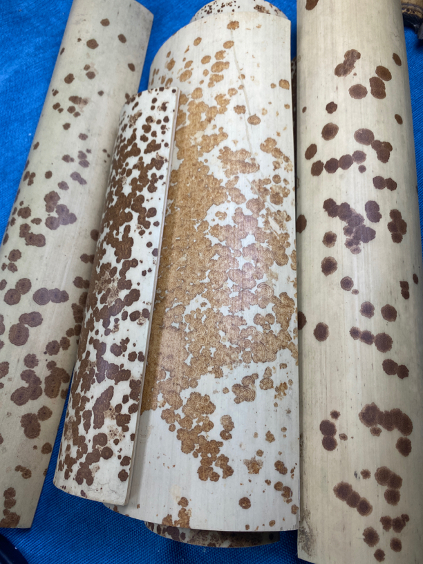 云妃竹天然花竹茶则把玩件 