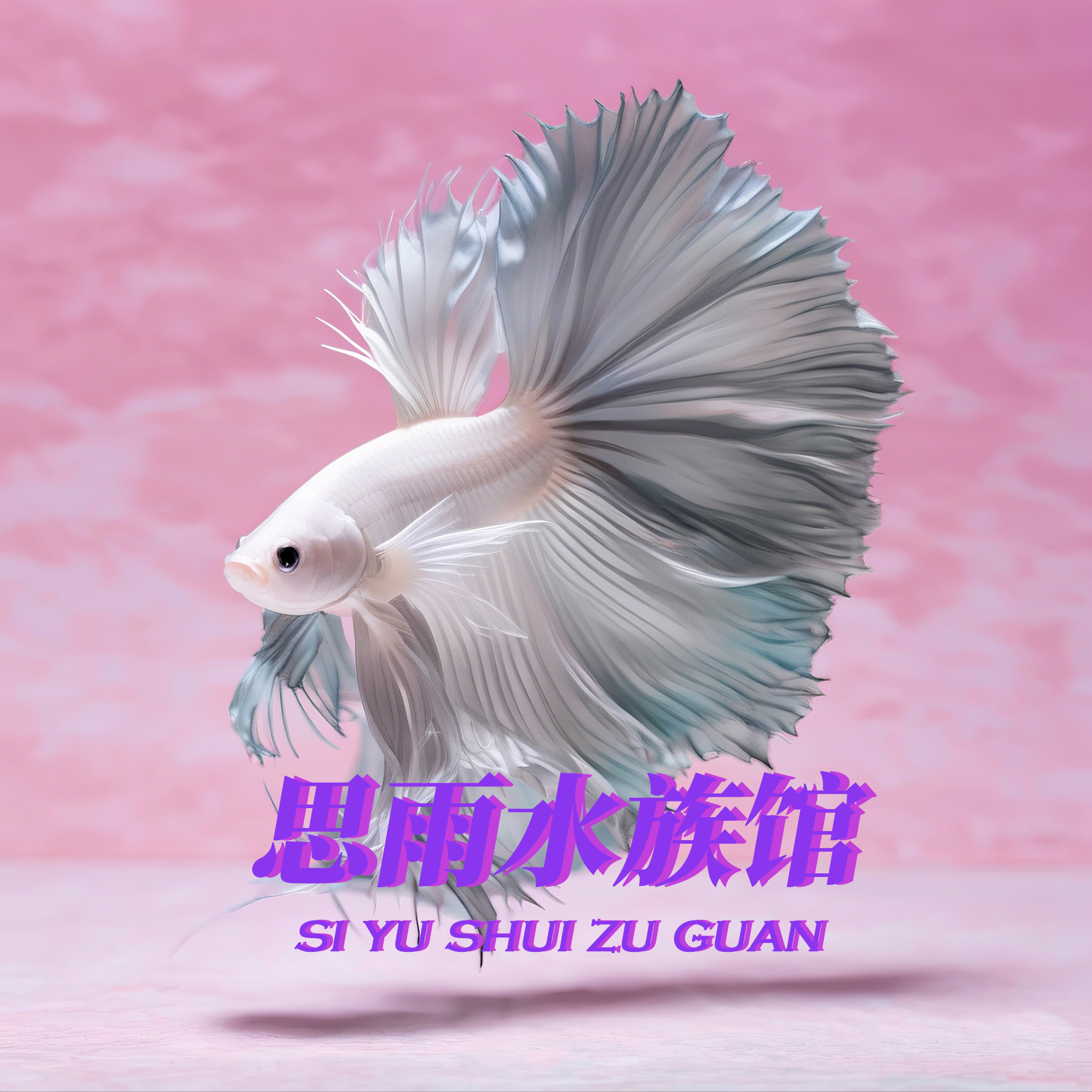 A1-100泰国斗鱼观赏鱼活体直播间选对应编号