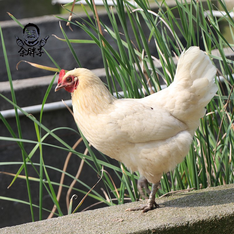 老母鸡洪湖农村散养鸡下蛋老母鸡家稻谷喂养土鸡正宗食用