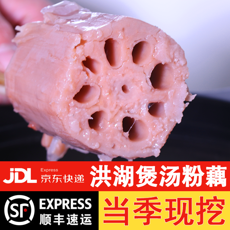 湖北特产洪湖煲汤粉藕新鲜现挖莲藕红莲藕5斤新藕直播正宗